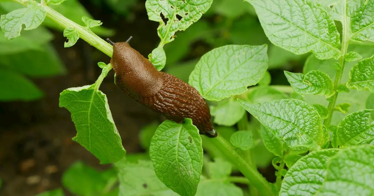 Après un mois de mai pluvieux, les limaces ont envahi les jardins français