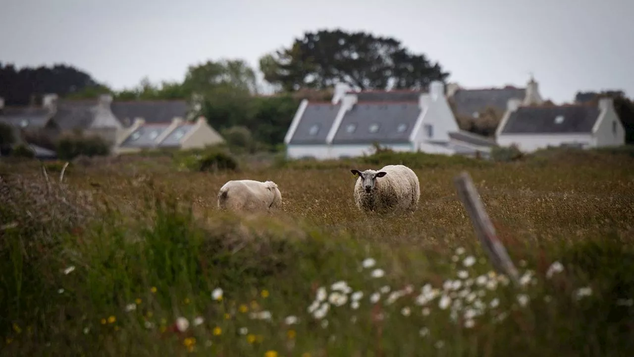 Du houblon breton pour sauver les moutons les plus menacés des Côtes-d'Armor