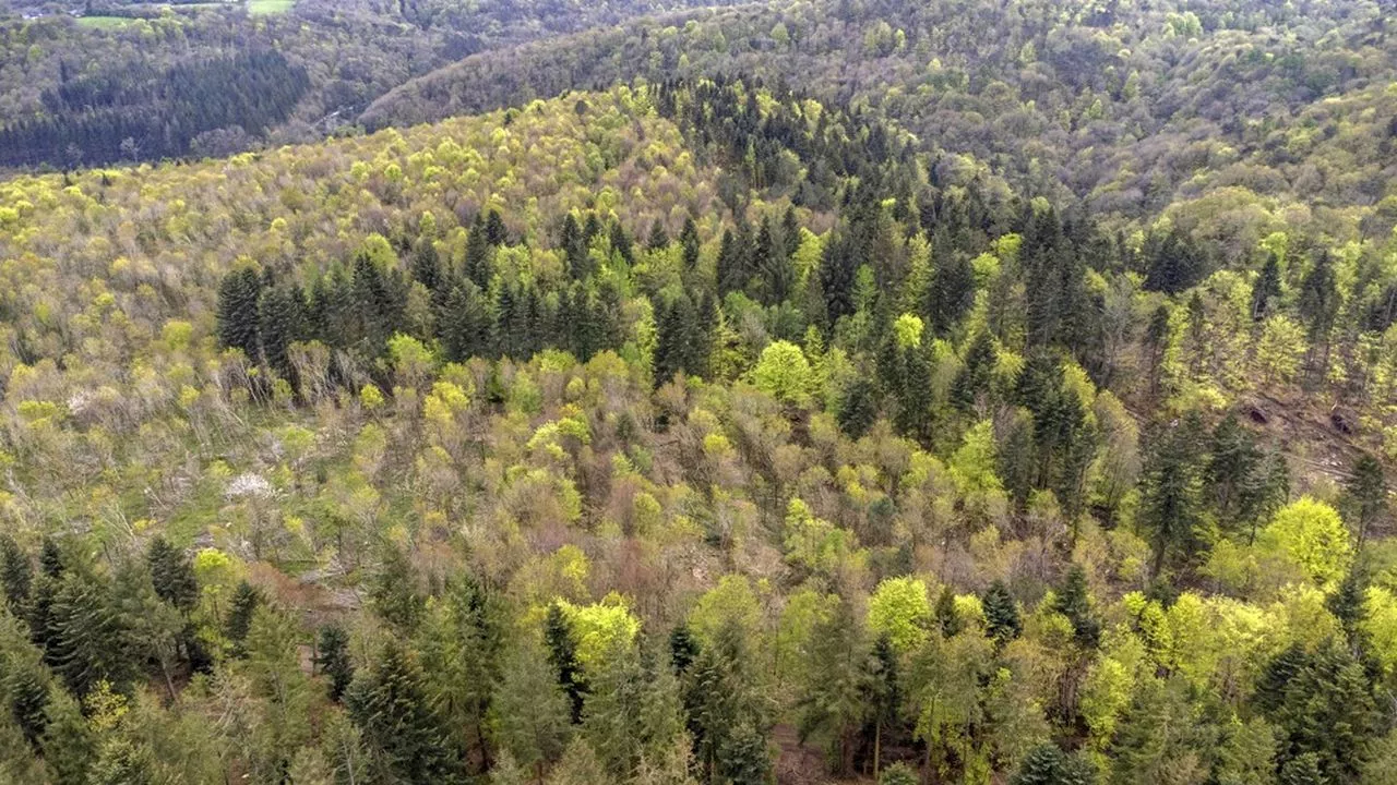 Forêts : des puits de carbone beaucoup moins efficaces en 2030