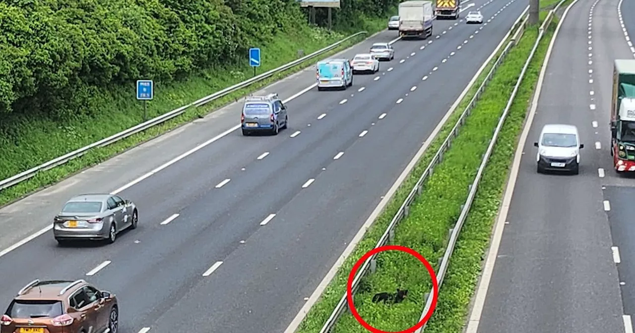 The poor dog who spent 18 hours stranded in the middle of a motorway