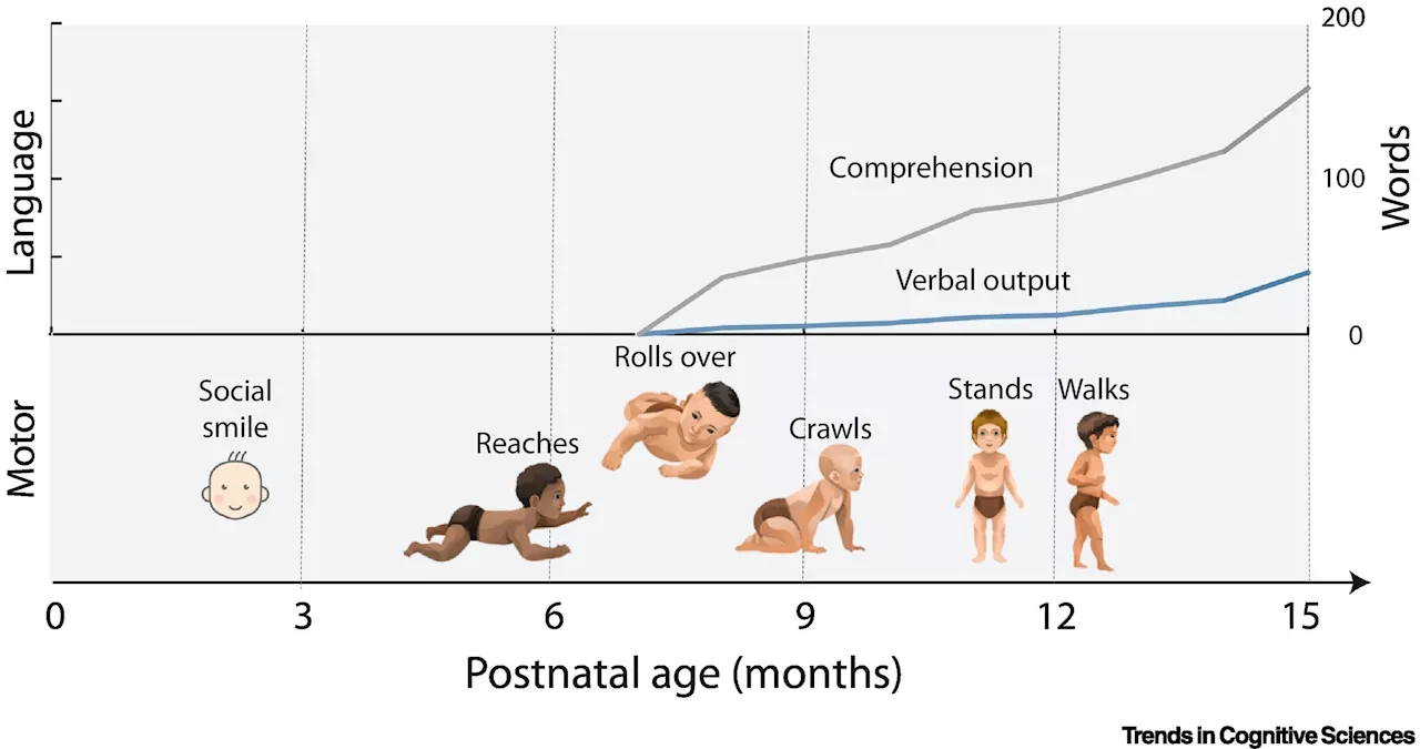 Babies use 'helpless' infant period to learn powerful foundation models, just as ChatGPT does