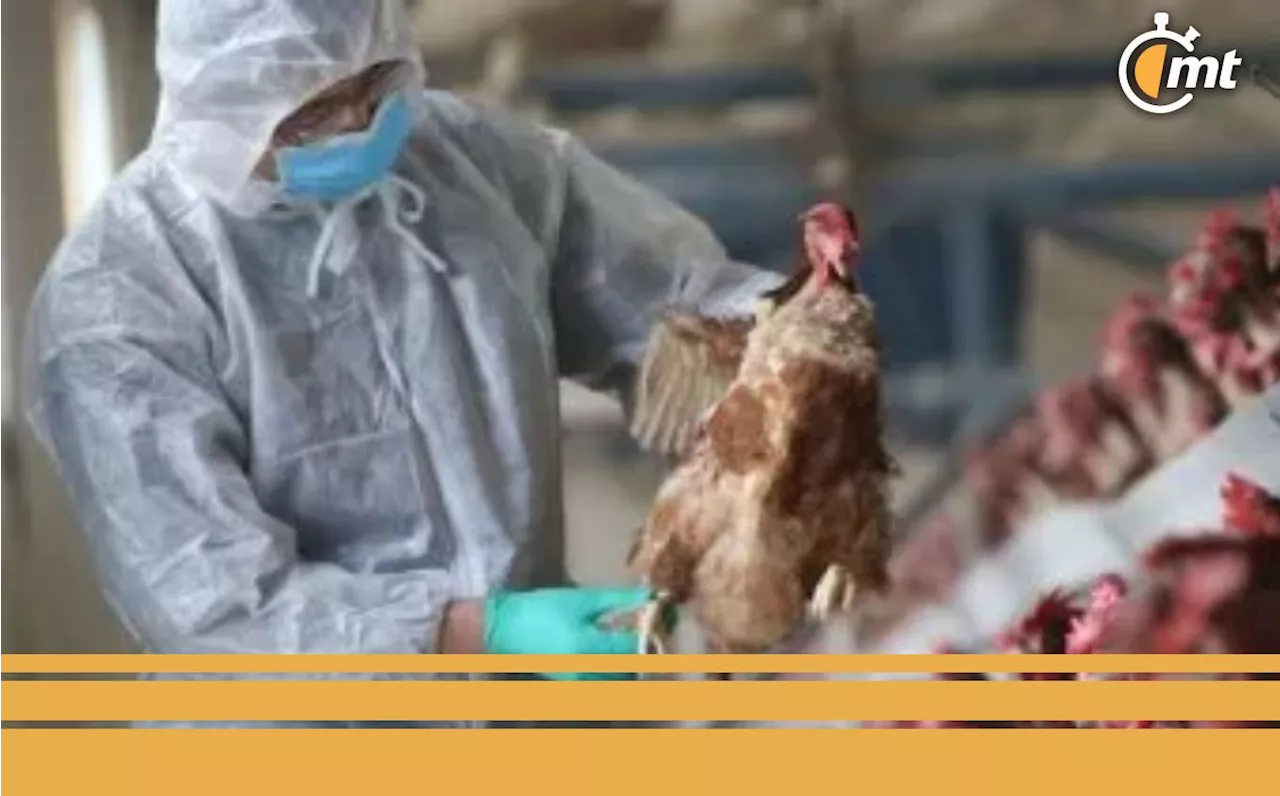 OMS confirma primer caso de muerte por gripe aviar H5N2 en México