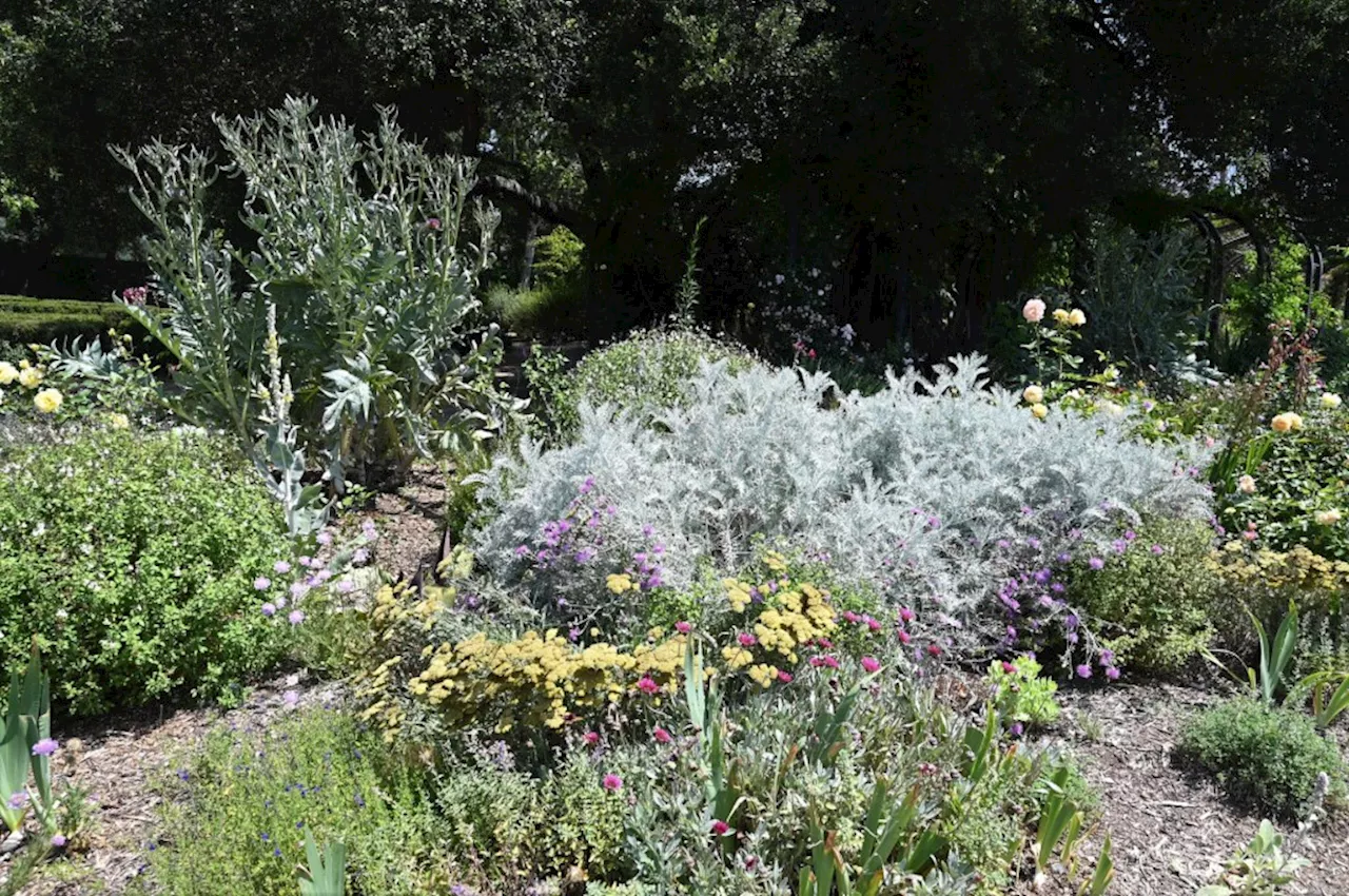 30 tips to help your June garden manage water, fruit trees, vegetables and more