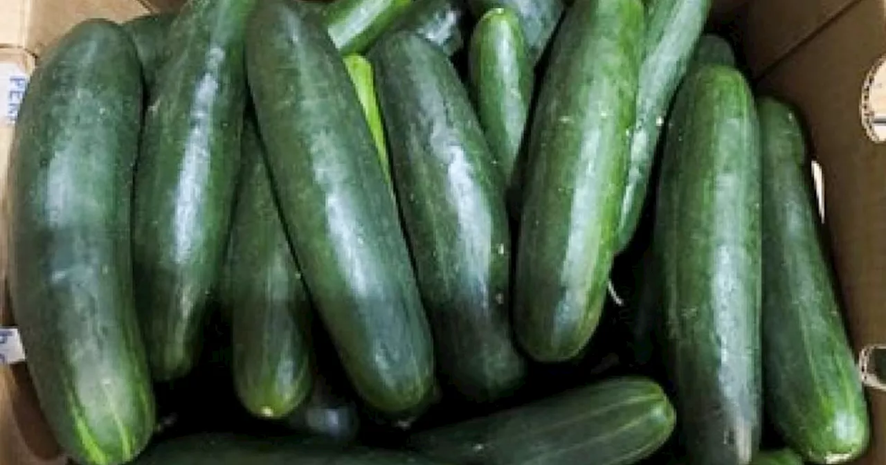 Cucumber recall: FDA investigating cucumbers in nationwide Salmonella outbreak that's sent 54 to the hospital