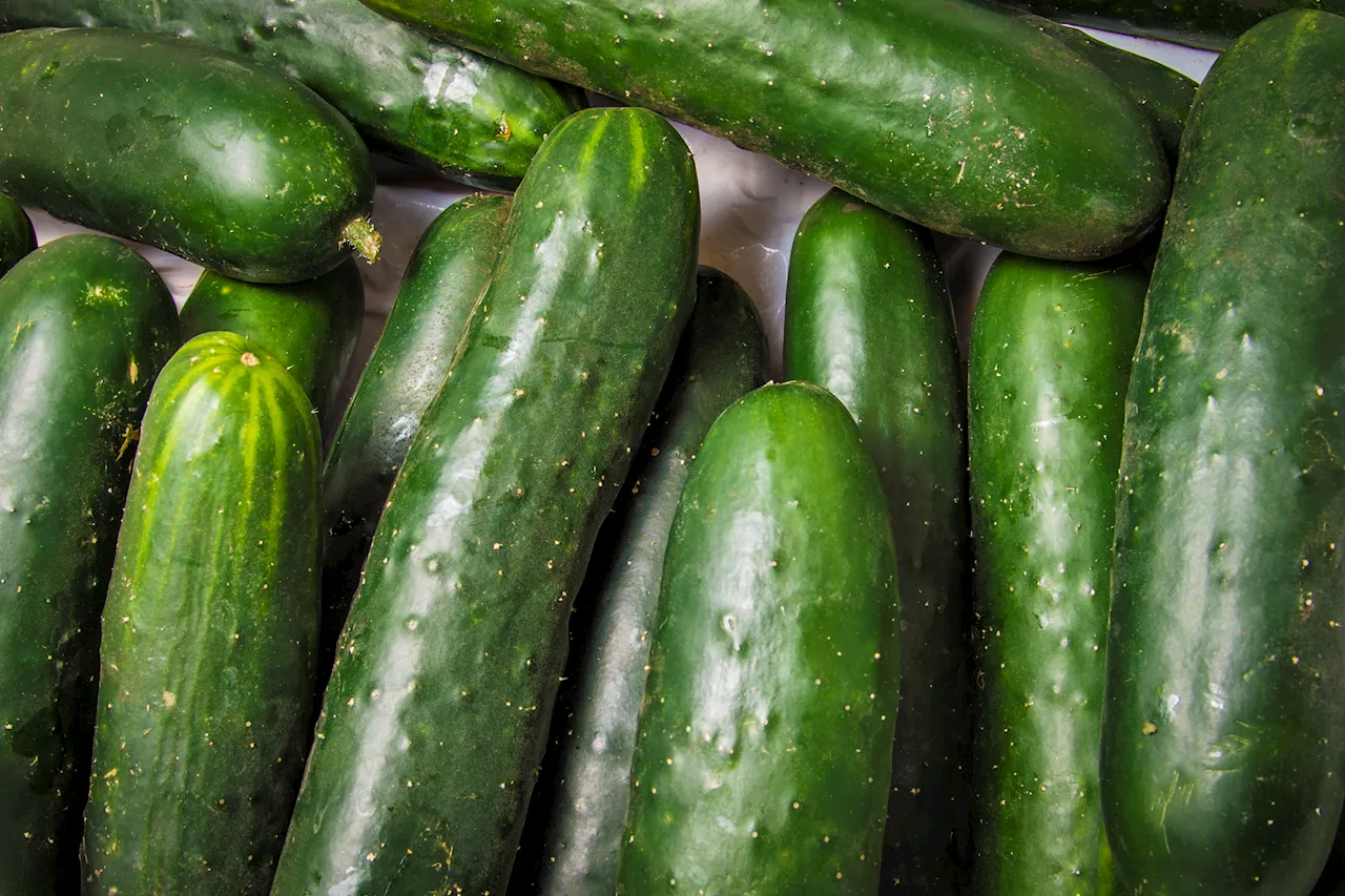 Two dozen sickened across NY, NJ and CT due to salmonella outbreak from cucumbers: CDC