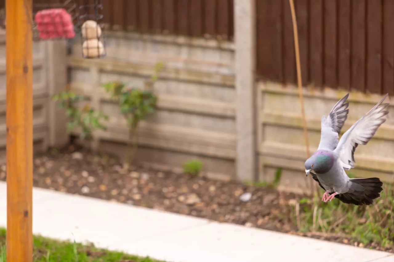 Bye-bye pigeons, this essential plant is a natural repellent for unwanted birds in the garden