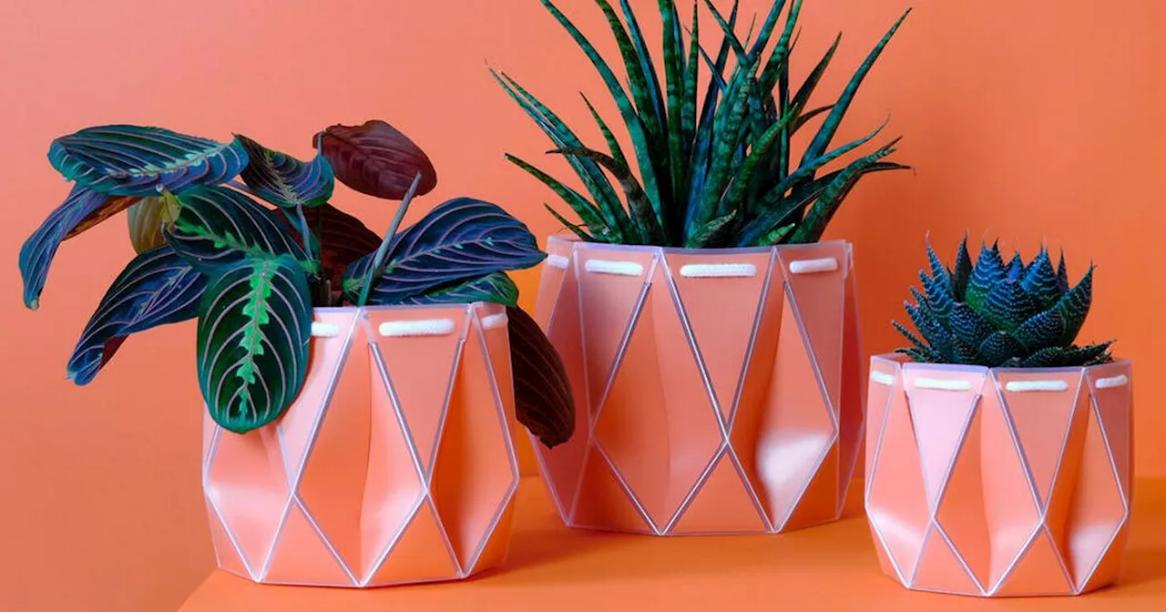 Self-watering plant pot won at Chelsea Flower Show and helps your plants thrive