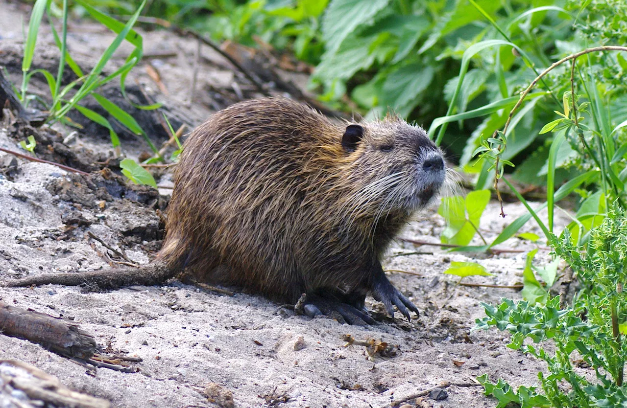 California Water Officials Warn of 'Two-Faced Creature'