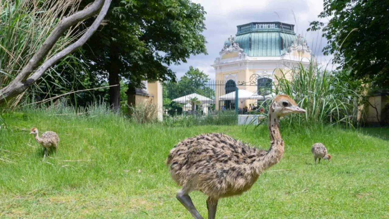 Straußen-Nachwuchs in Schönbrunn