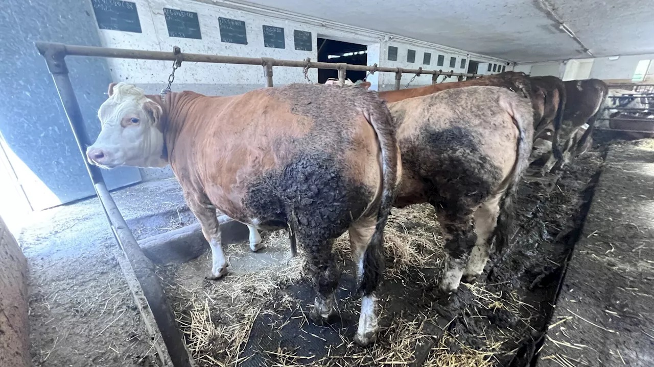 Wieder Missstände auf Bauernhof im Bezirk Krems: BH reagierte