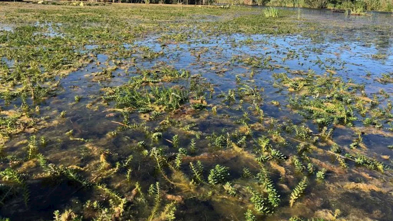 Miljoenensubsidie voor bestrijding exotische waterplanten in Overijssel