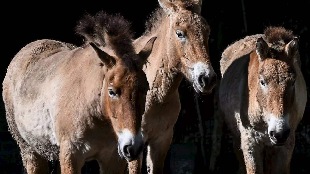 Berlin & Brandenburg: Wildpferde aus Berlin reisen nach Kasachstan