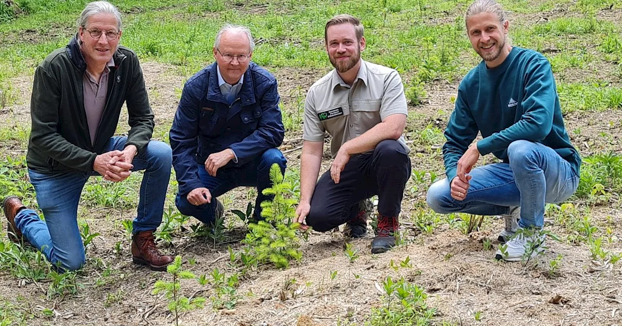 Unterstützung bei der Wiederaufforstung des Stadtwaldes in Beverungen