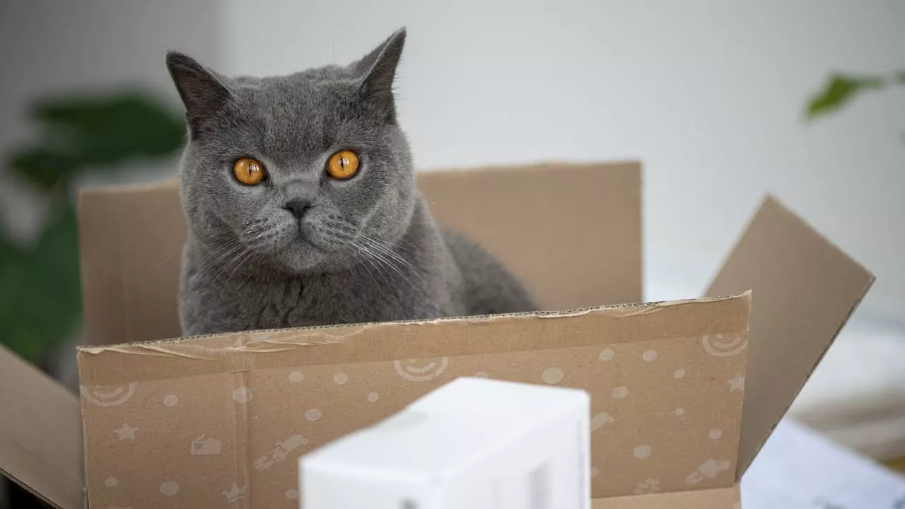 Drie katten in kamer vol poep en schimmel, baasjes krijgen taakstraf