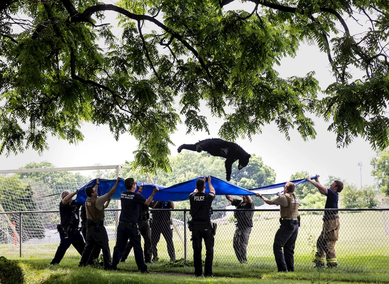 Bear in tree puts Cumberland County high school on alert