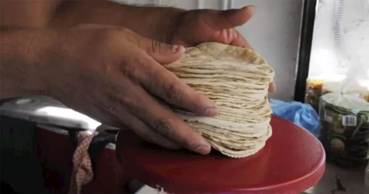 Guanajuato distribuirá 500 mil toneladas de maíz blanco para que tortilla no suba de precio