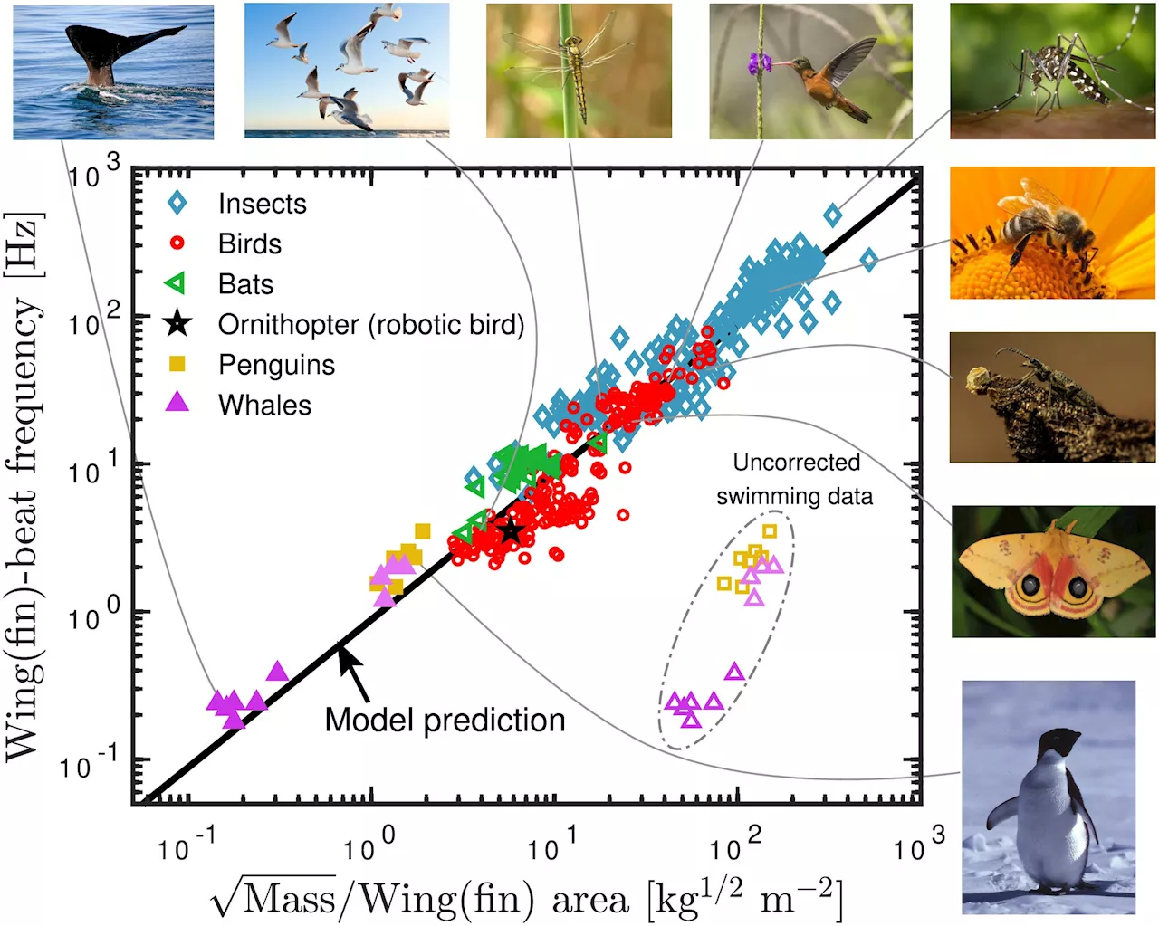 Flapping frequency of birds, insects, bats and whales predicted with just body mass and wing area