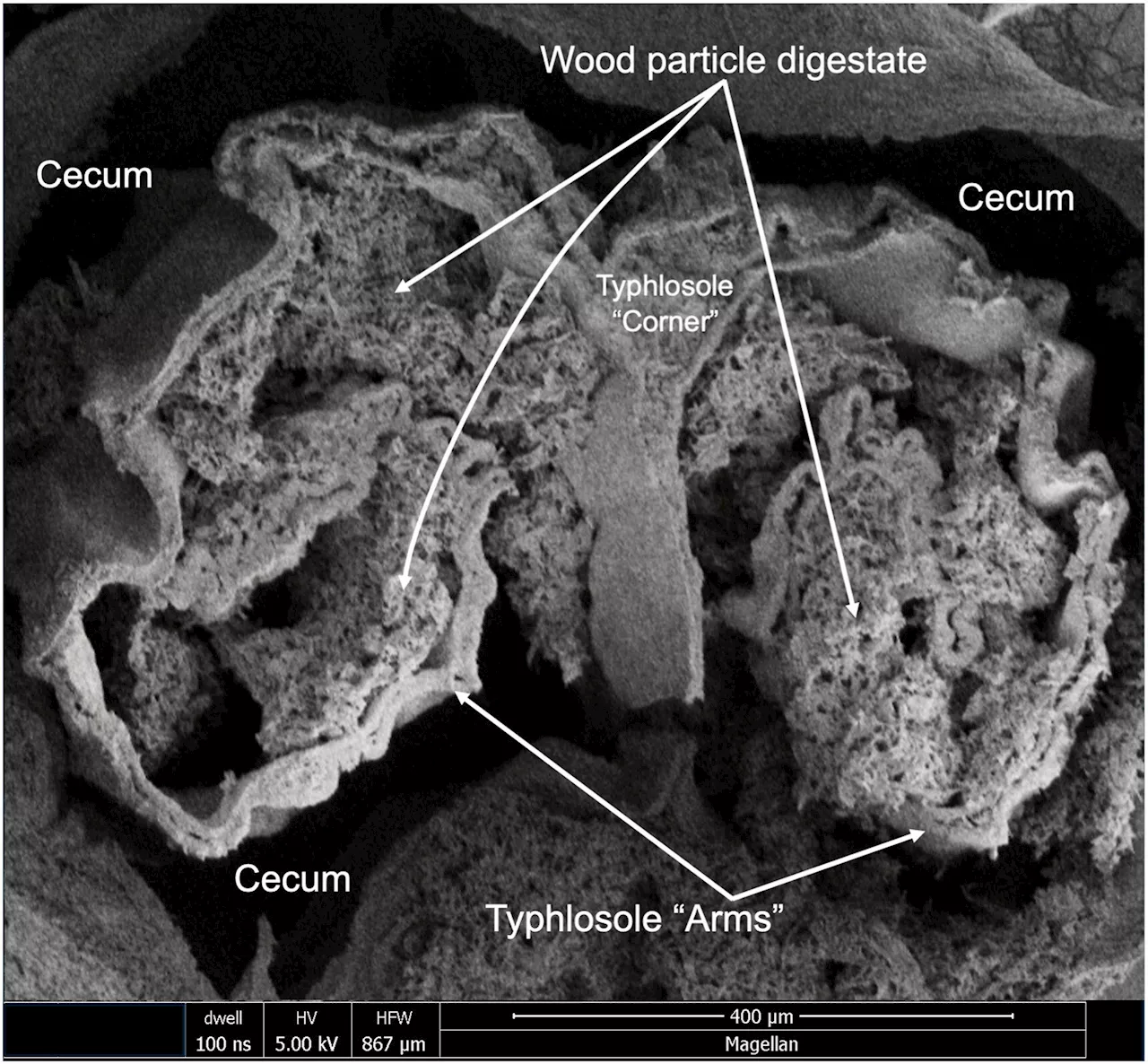 Researchers solve 2,000-year-old mystery of the destructive shipworm