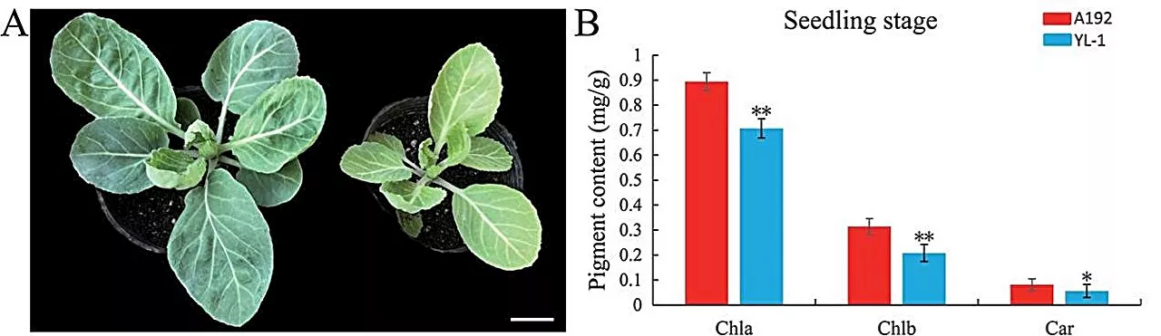 Unlocking the genetic secrets of cabbage: Key inversions suppress recombination for crop improvement