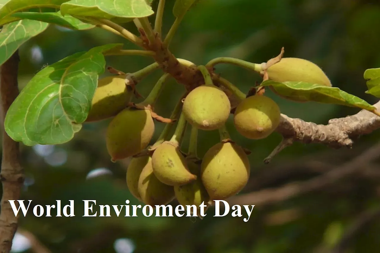 World Enviroment Day : जंगलों में है प्रकृति का खजाना, Value Addition हो तो ग्रामीणों की हो सकती है बंपर कमाई, जानें कैसे