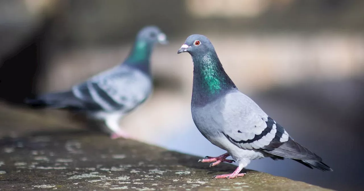 Tipps zum Reinigen: Warum Sie Taubenkot nicht abkratzen sollten​