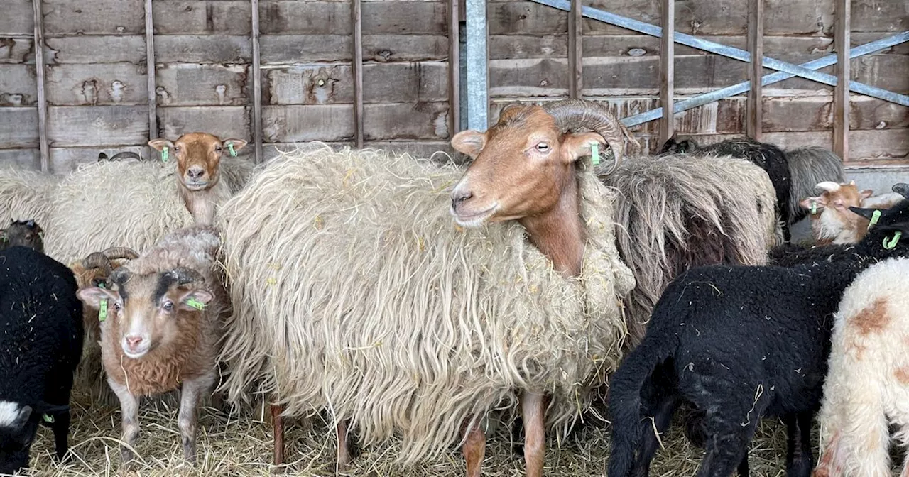 Meeste schapen hebben de warme jas nog aan, schaapscheerderskou nog niet achter de rug