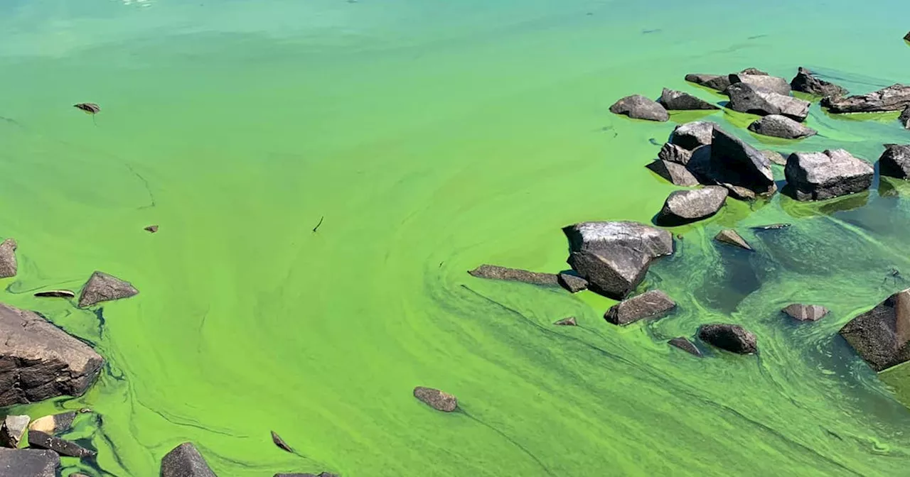 N.S. NDP says action needed to fight blue-green algae threat