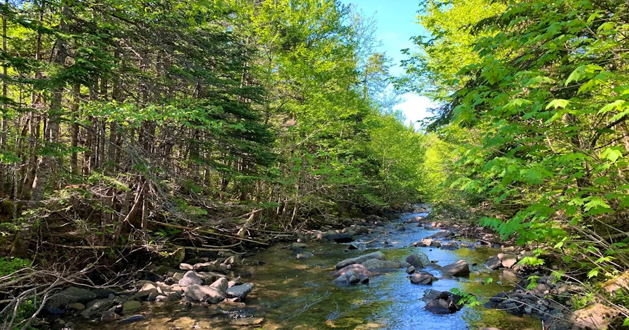 Nature Conservancy of Canada protects another 30 hectares in Grand Codroy Estuary Nature Reserve