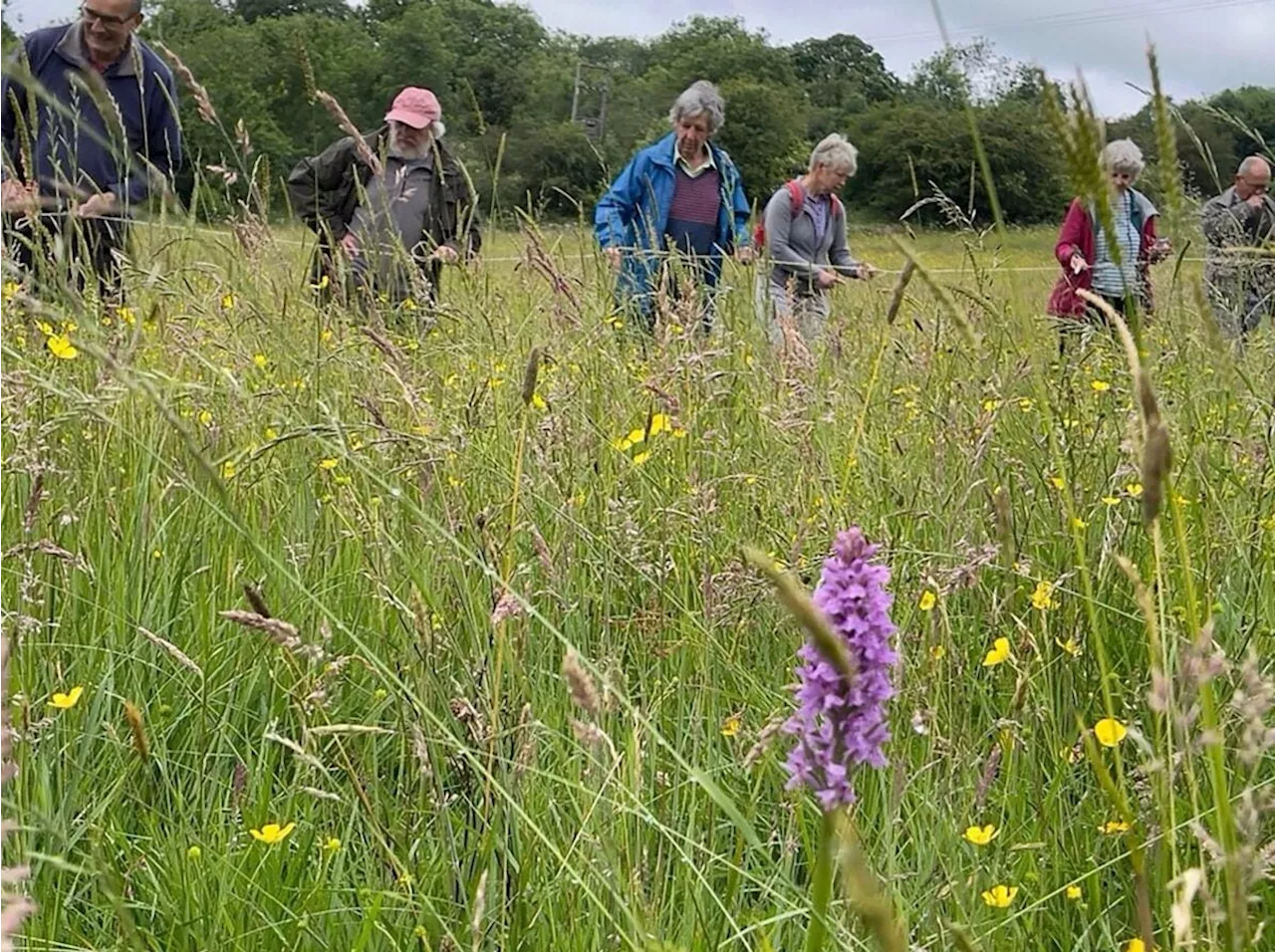 Local ecologist invites community to 'get involved' in orchid count