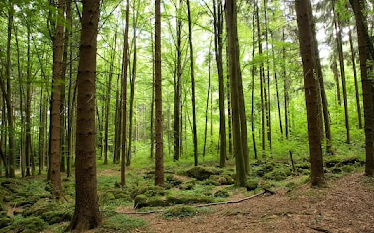 Il 5 giugno è la Giornata mondiale dell'ambiente: tutte le iniziative