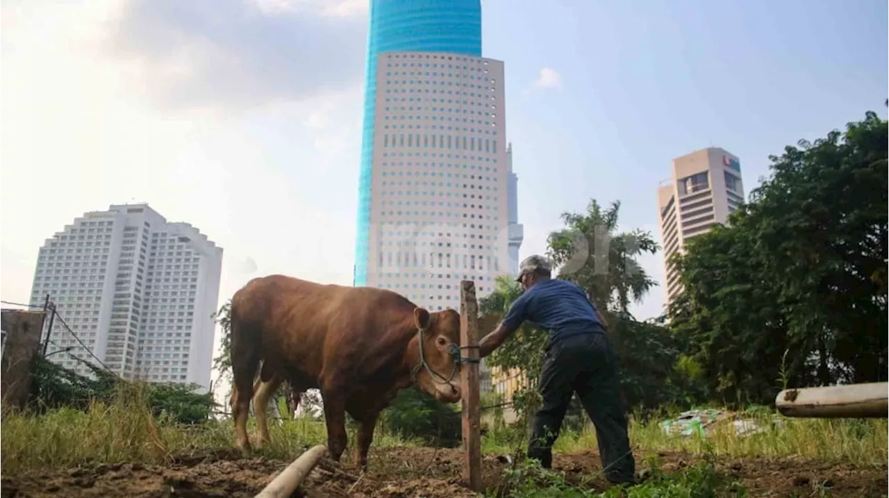 Bacaan Doa Menyembelih Hewan Kurban untuk Orang Lain Beserta Tata Cara Penyembelihan yang Sah