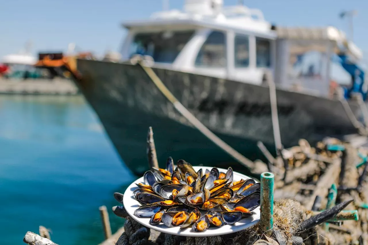 « Les moules auront une plus grosse chair » : une nouvelle technique d’élevage expérimentée en Charente-Maritime