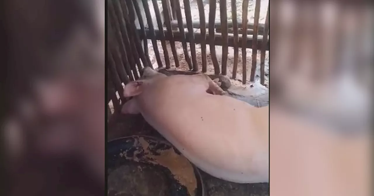 Baboy, lubi naigo sa kilat