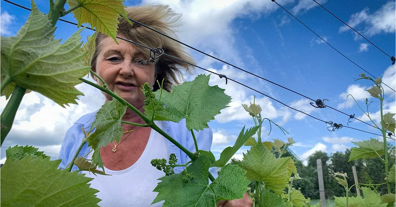 Vinproducenten utanför Strängnäs efter beskedet om gårdsförsäljning: ”En glädjens dag”