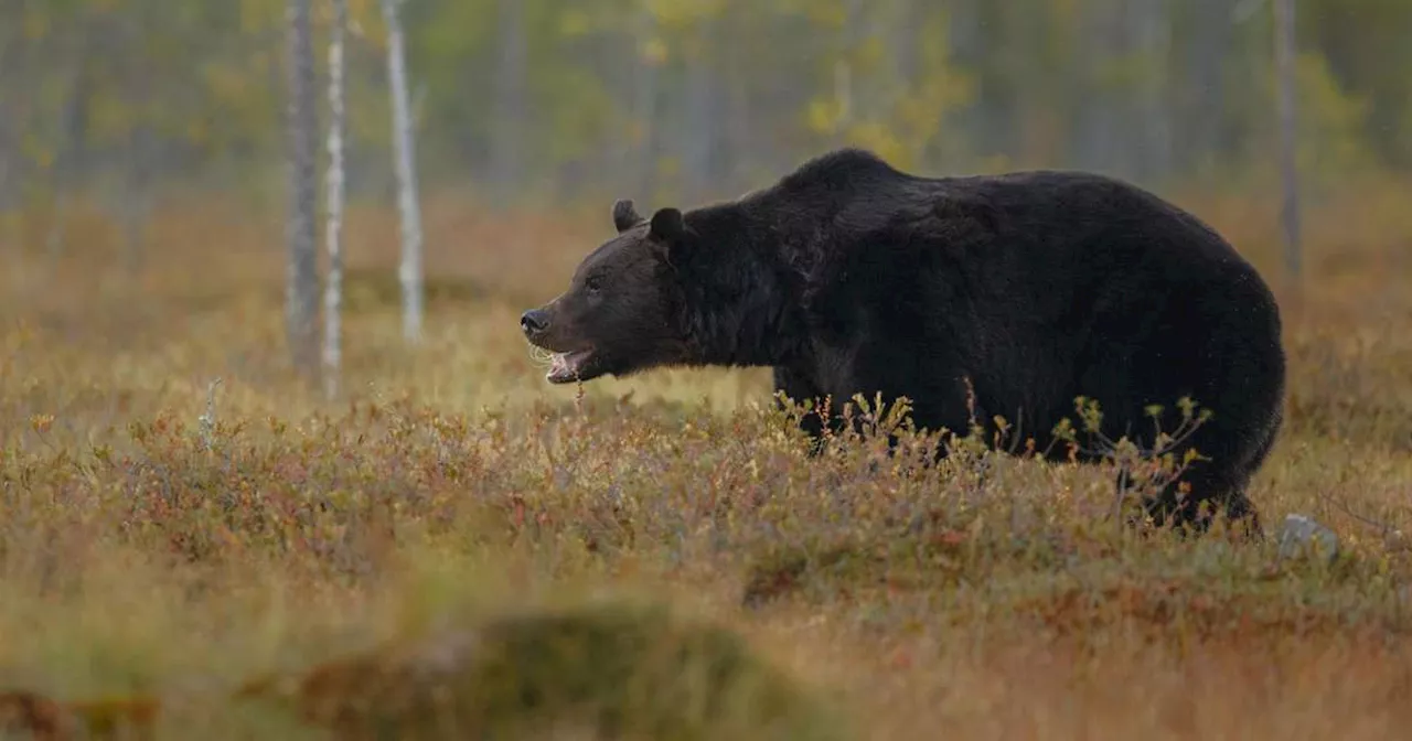 Família é internada com parasita raro após comer carne de urso