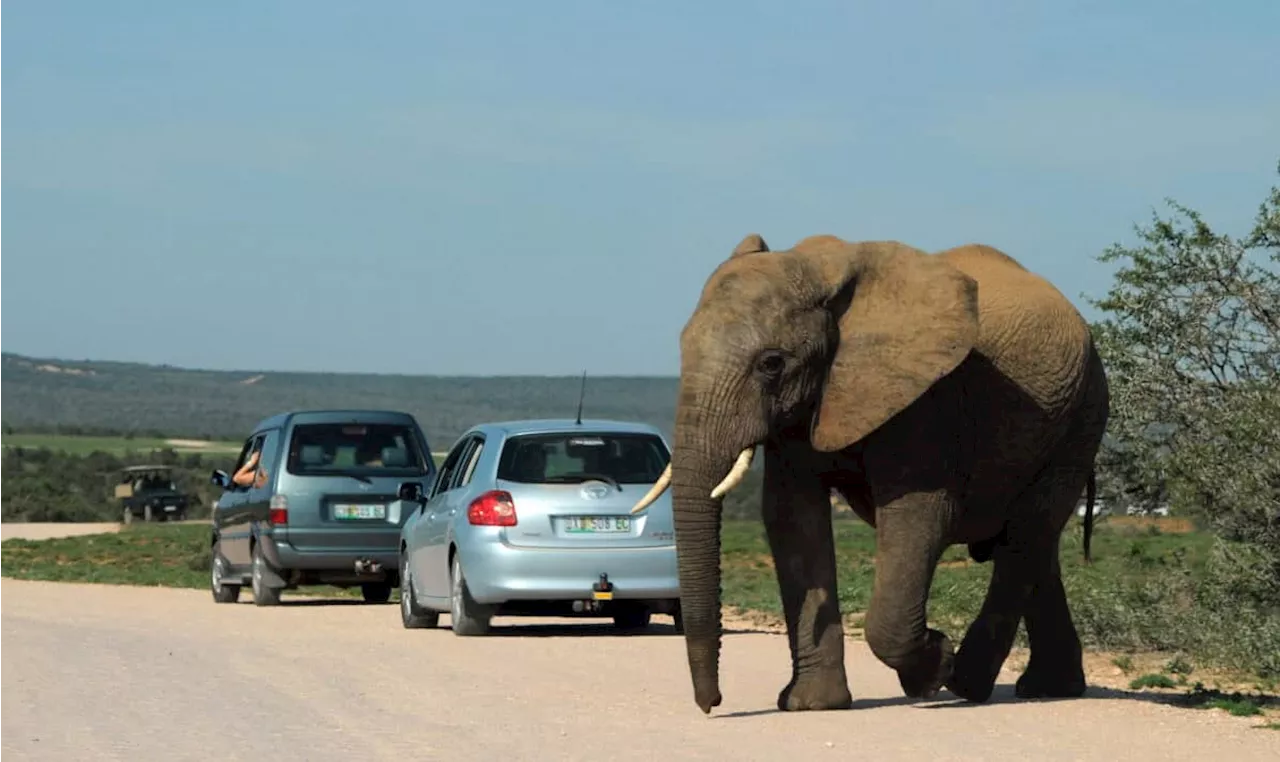 Addo Elephant Park goes green unveiling eco-friendly initiatives