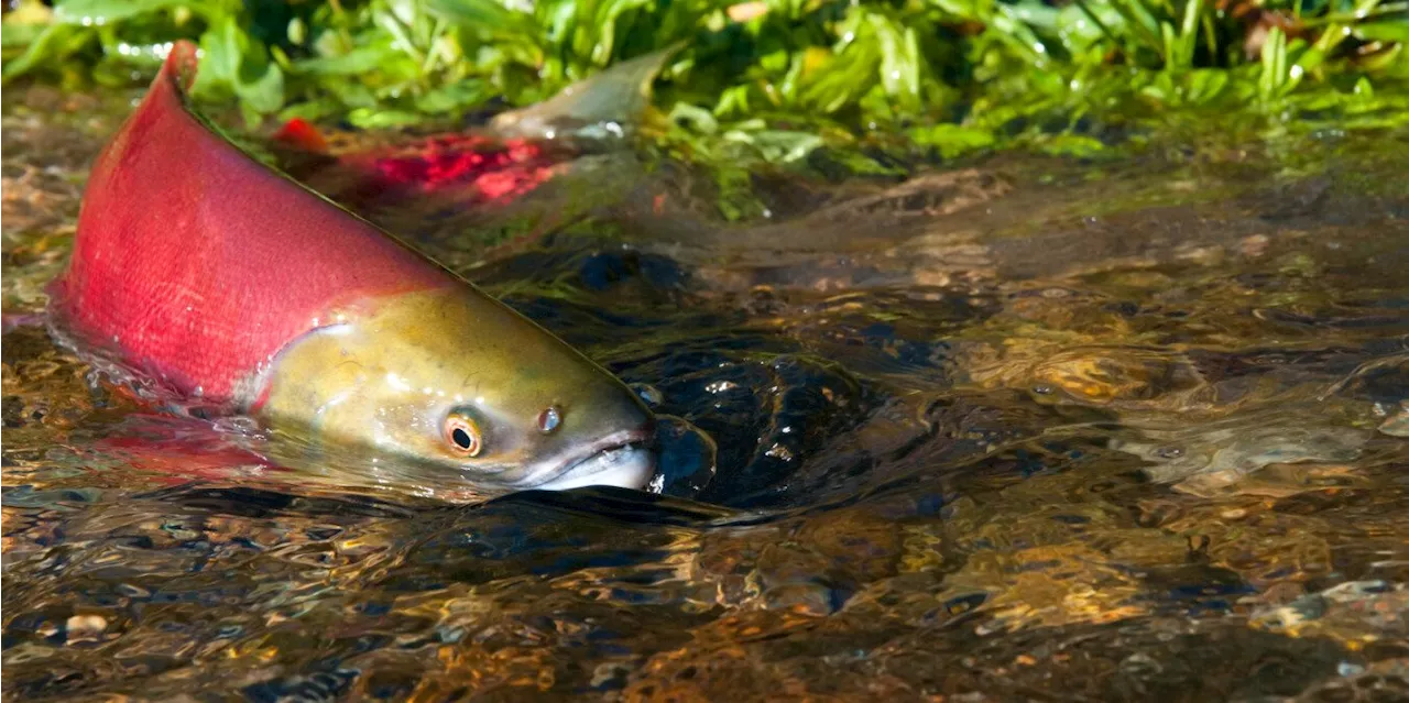 Take science skeptics with a grain of salt, says B.C. fish doctor