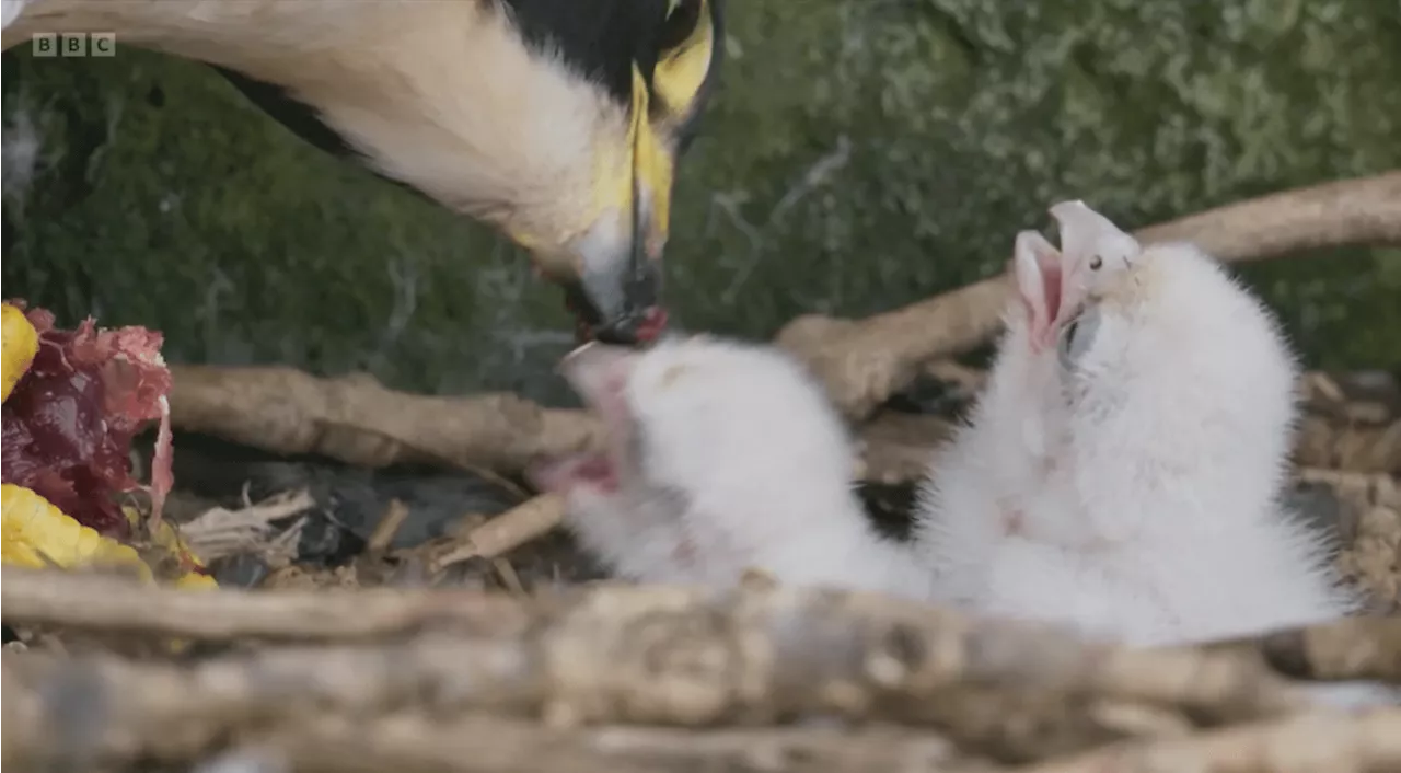 BBC Springwatch viewers demand age restriction as ‘brutal’ peregrine ‘massacre’ airs