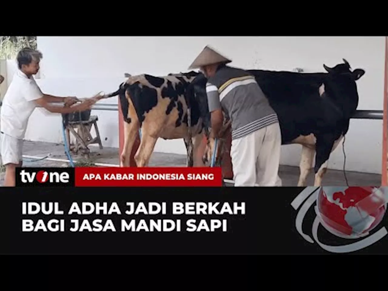 Jasa Mandikan Sapi Laris Manis Menjelang Idul Adha