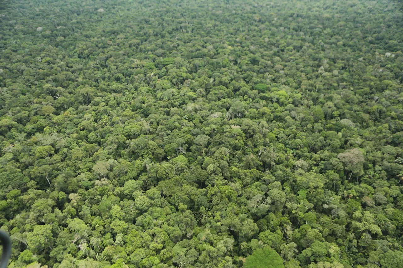 Polícia Federal deflagra operação para investigar venda irregular de créditos de carbono