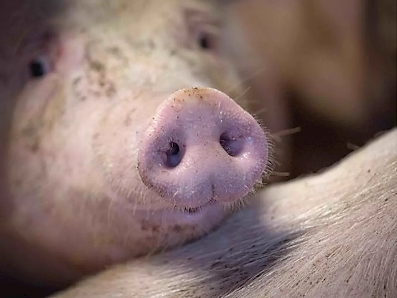 Tierschützer-Protest in ÖVP endete mit Räumung