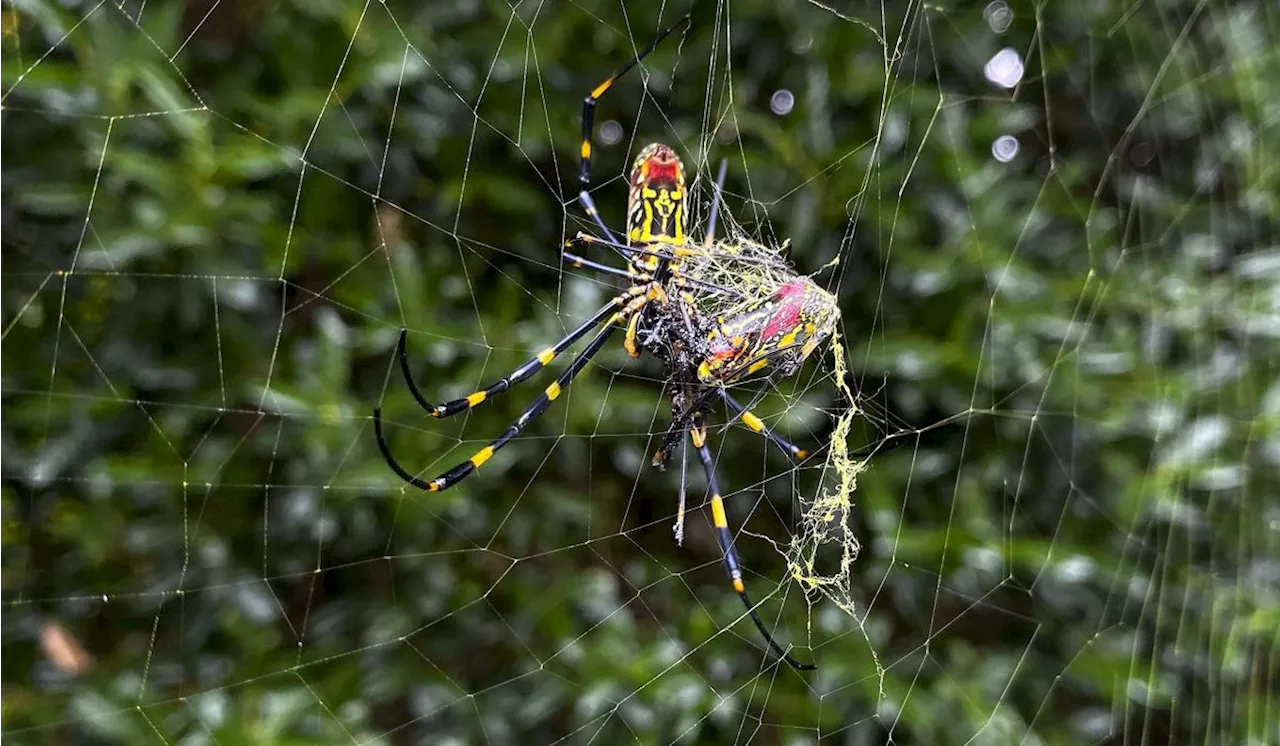 Giant flying Joro spiders spreading up the East Coast