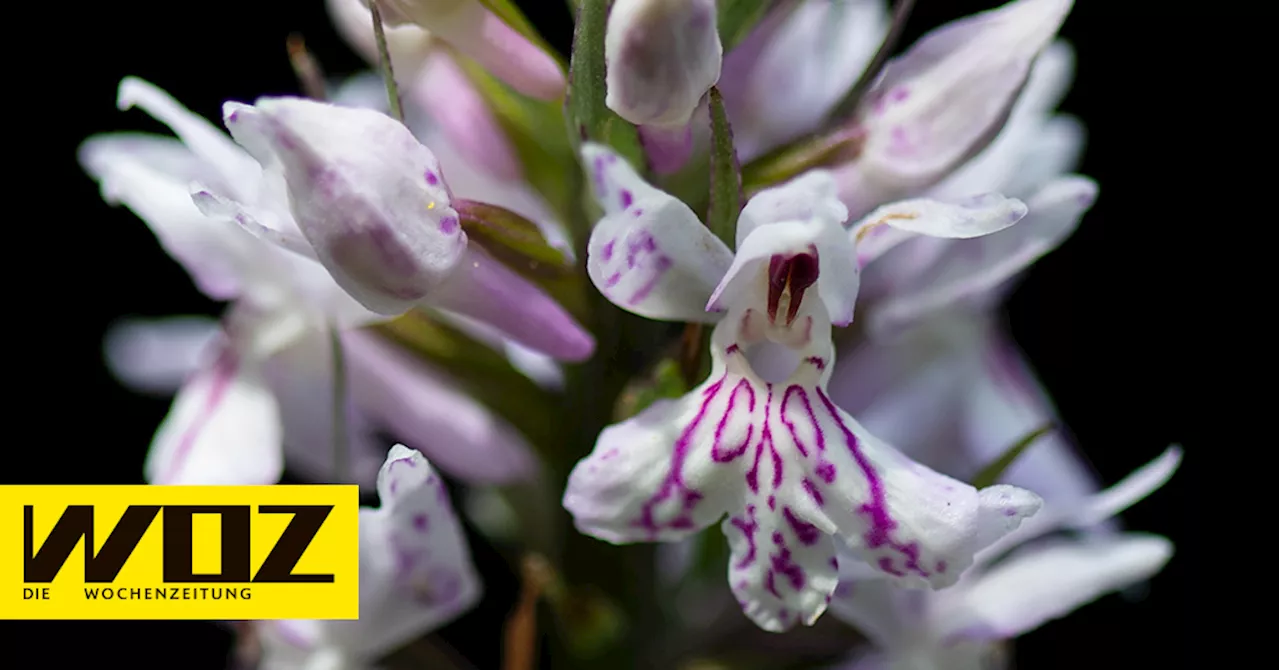 Biodiversität: Im Moor steht nun eine Tankstelle