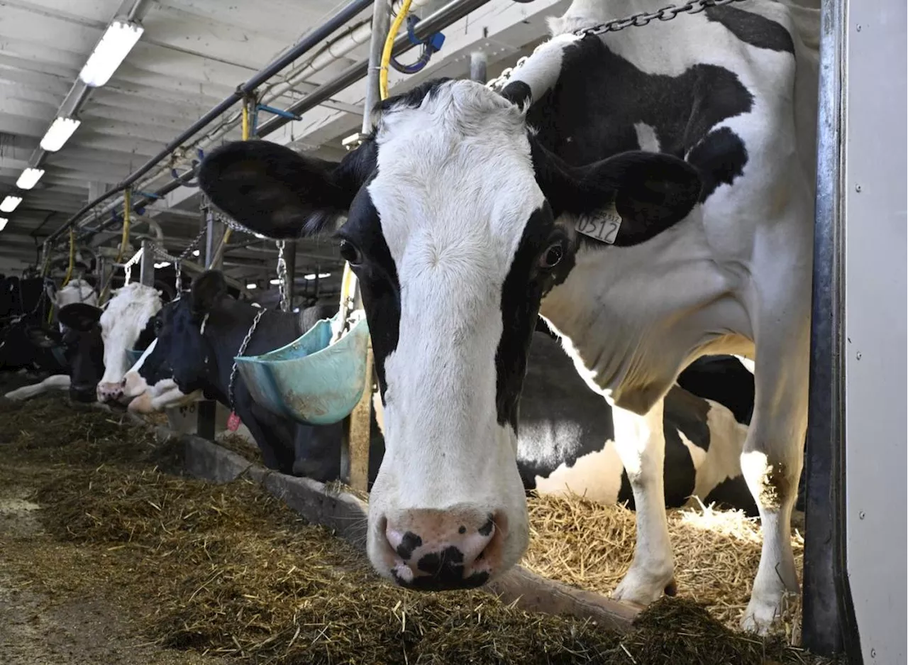 Canada aims to protect cattle industry as U.S. avian flu outbreak spreads