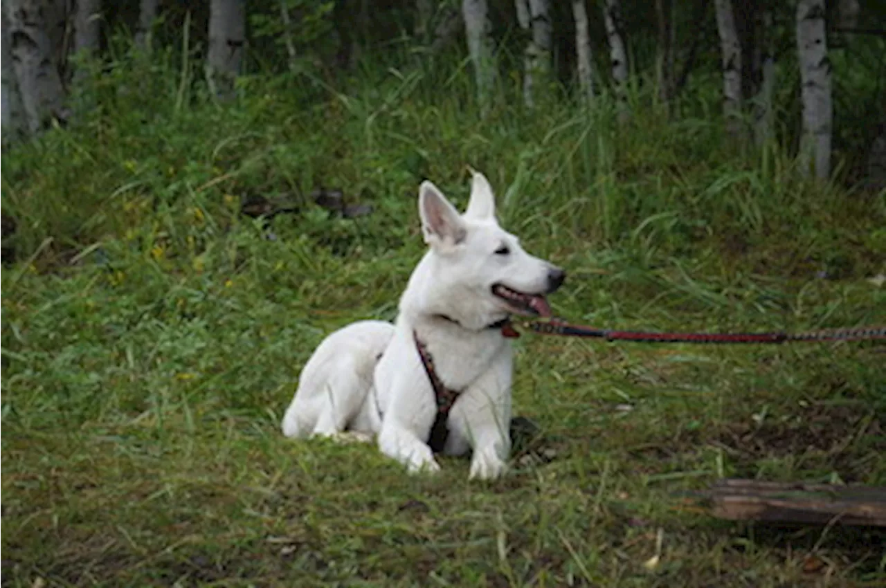 Puis-je aller en Norvège avec mon chien ?