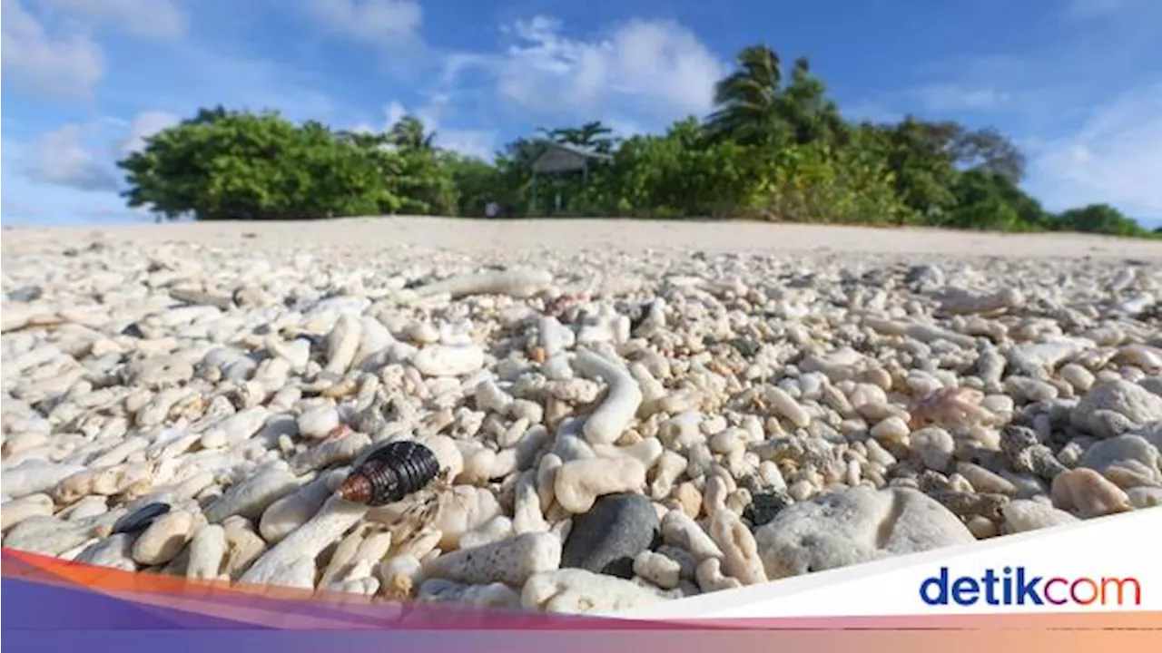 Ternyata Mengambil Cangkang Kerang Dapat Mengganggu Ekosistem Pesisir Pantai