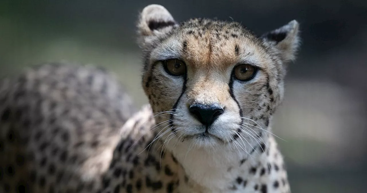 Dublin Zoo welcomes first new cheetah in 20 years