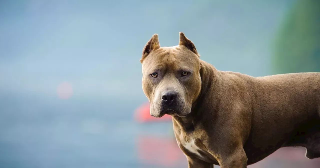 Every restricted dog breed in Ireland and the rules owners must follow