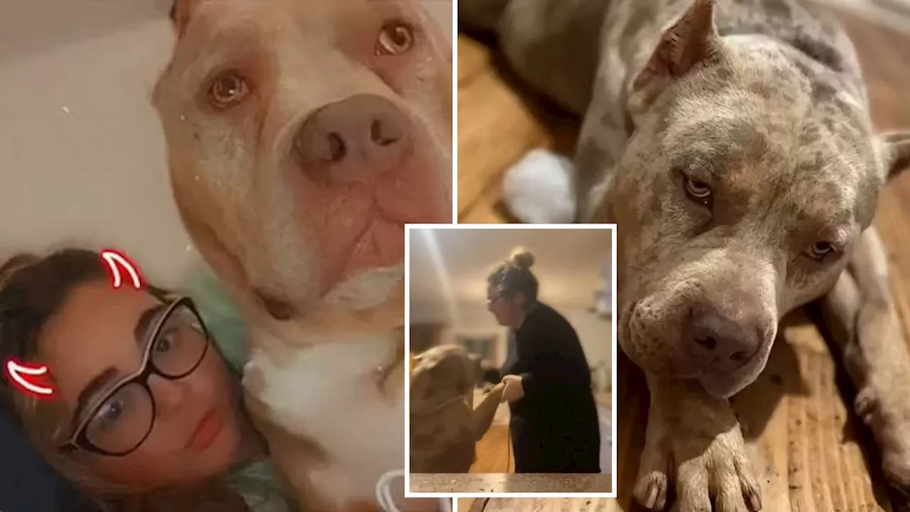 XL Bully owner was celebrating birthday when she was mauled to death ...