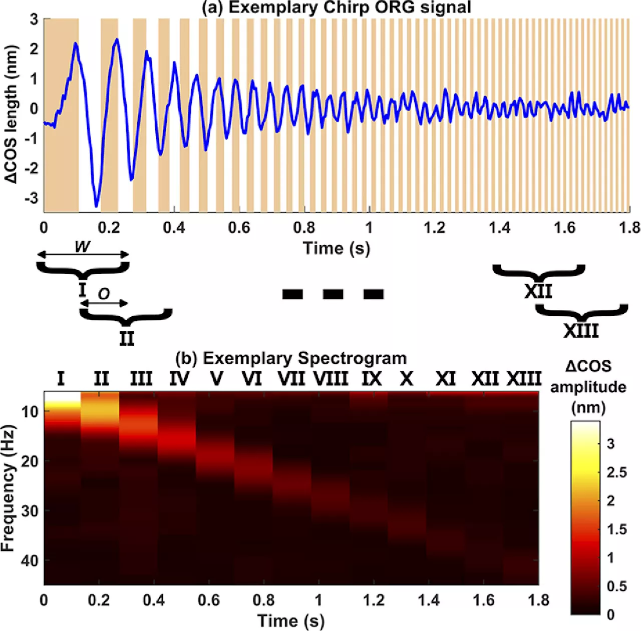 New method allows quick measurement of photoreceptor response